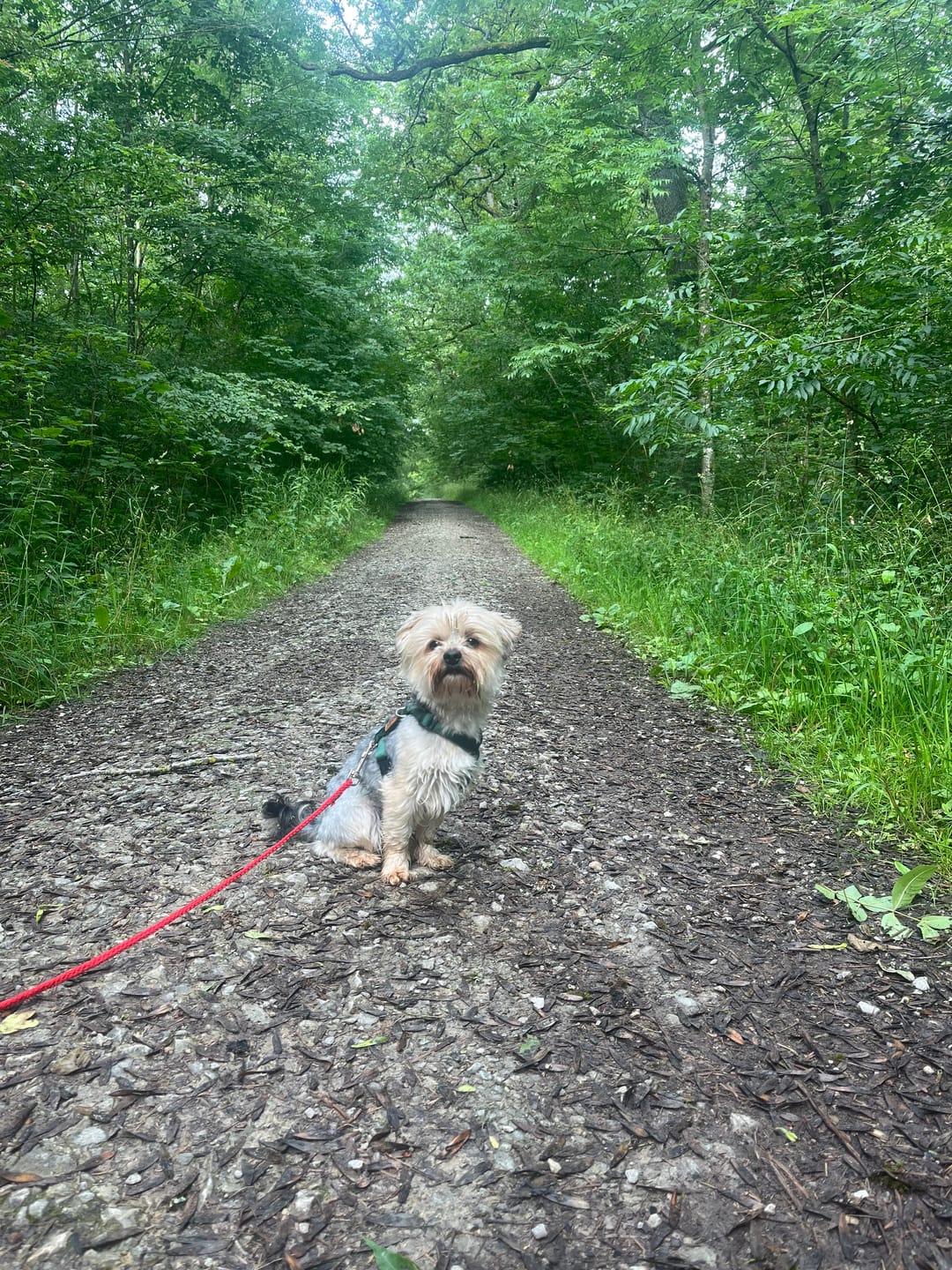 Customer photo review of Premium Hundegeschirr gepolstert