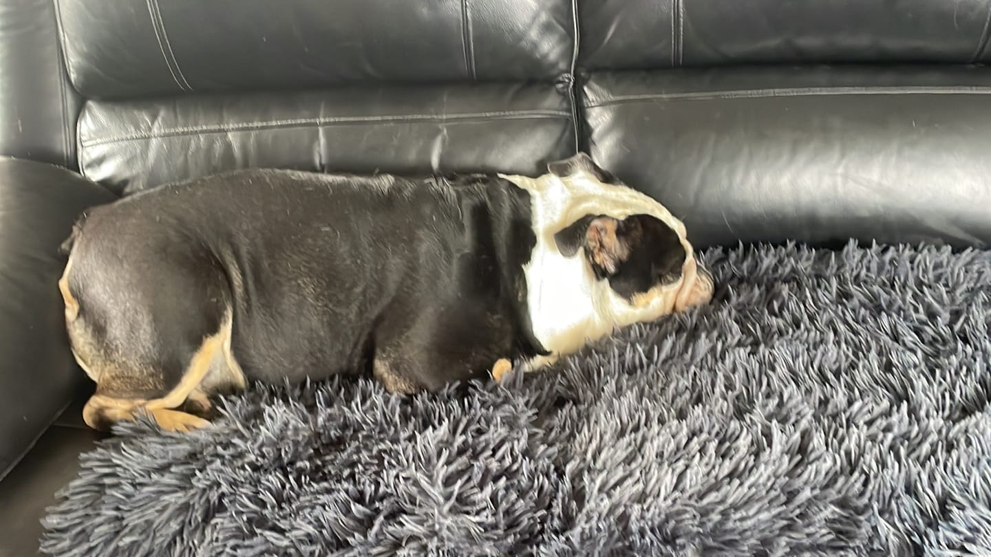 Customer photo review of Matching Calming Blanket