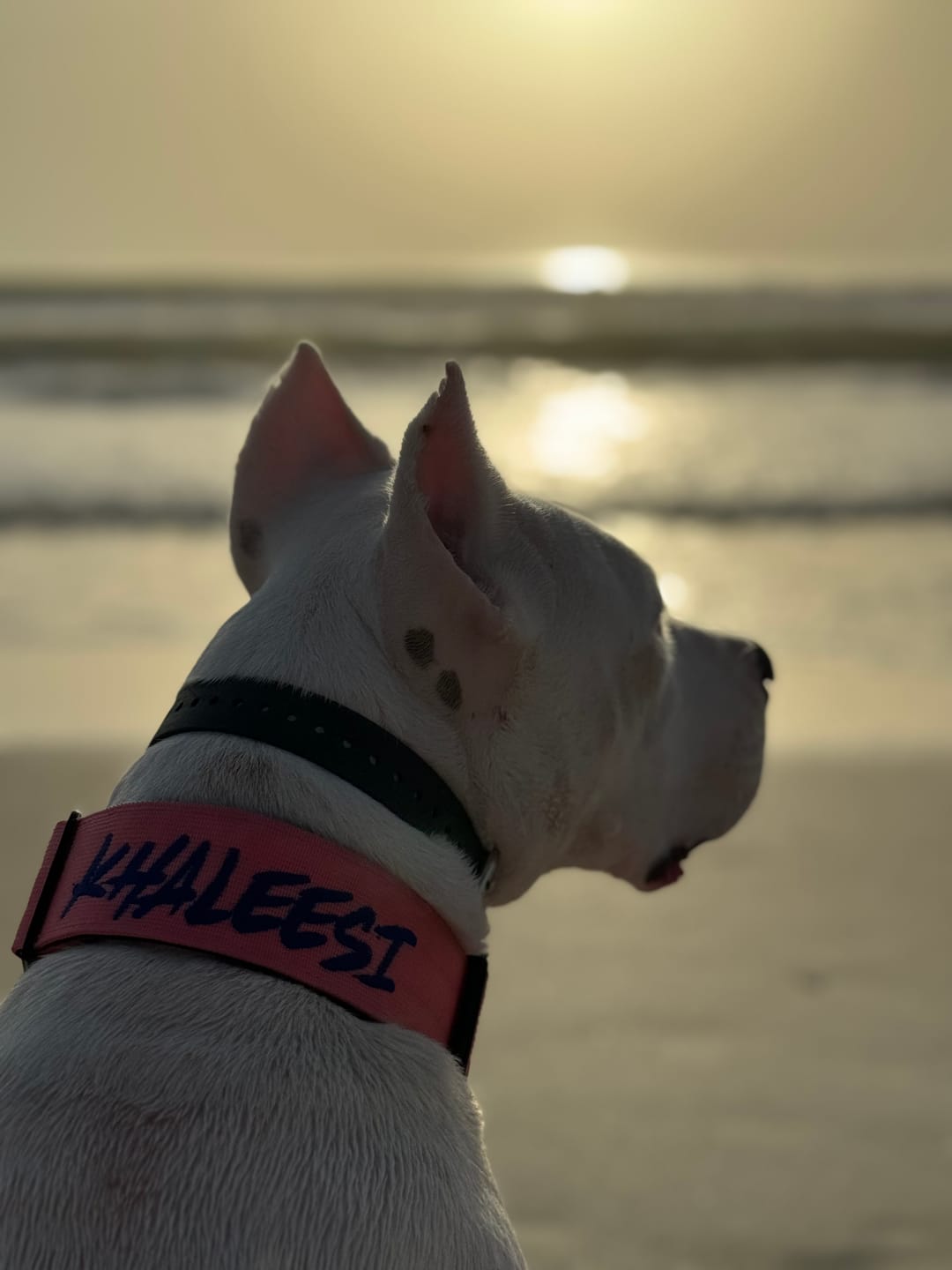 Customer photo review of 2" Tactik Dog Collar - Rose