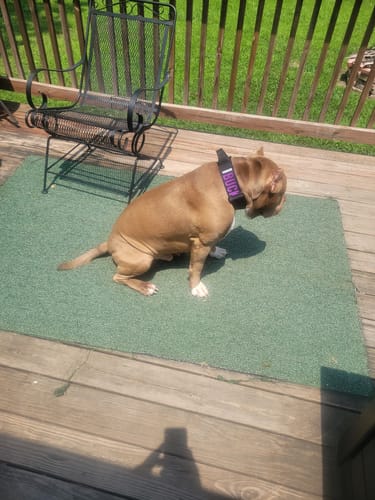 Customer photo review of Black Bully Proof Collar