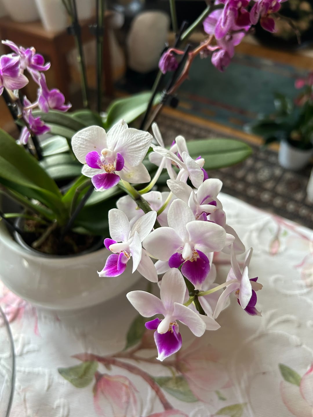 Customer photo review of Table Dance Linz mit weißen Blüten und lila Lippe und 2+ Stielen