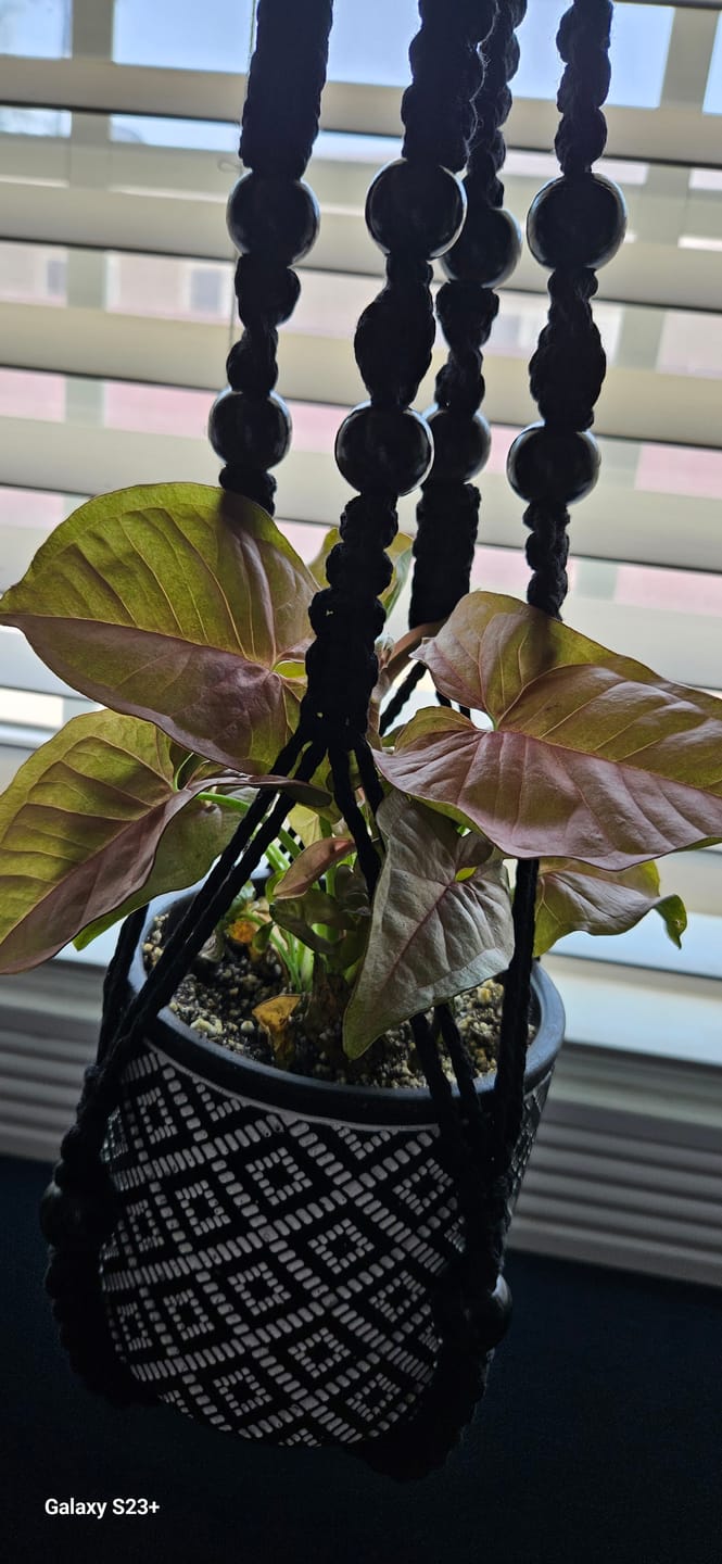 Customer photo review of Syngonium podophyllum 'Neon Robusta'