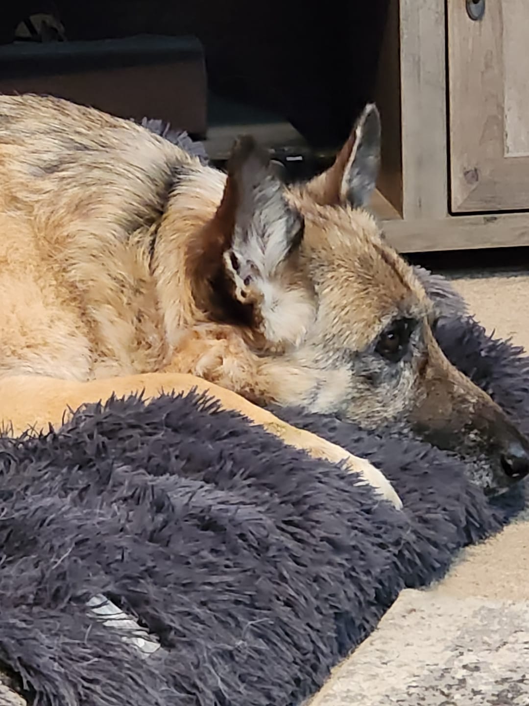 Customer photo review of Calming Couch Bed