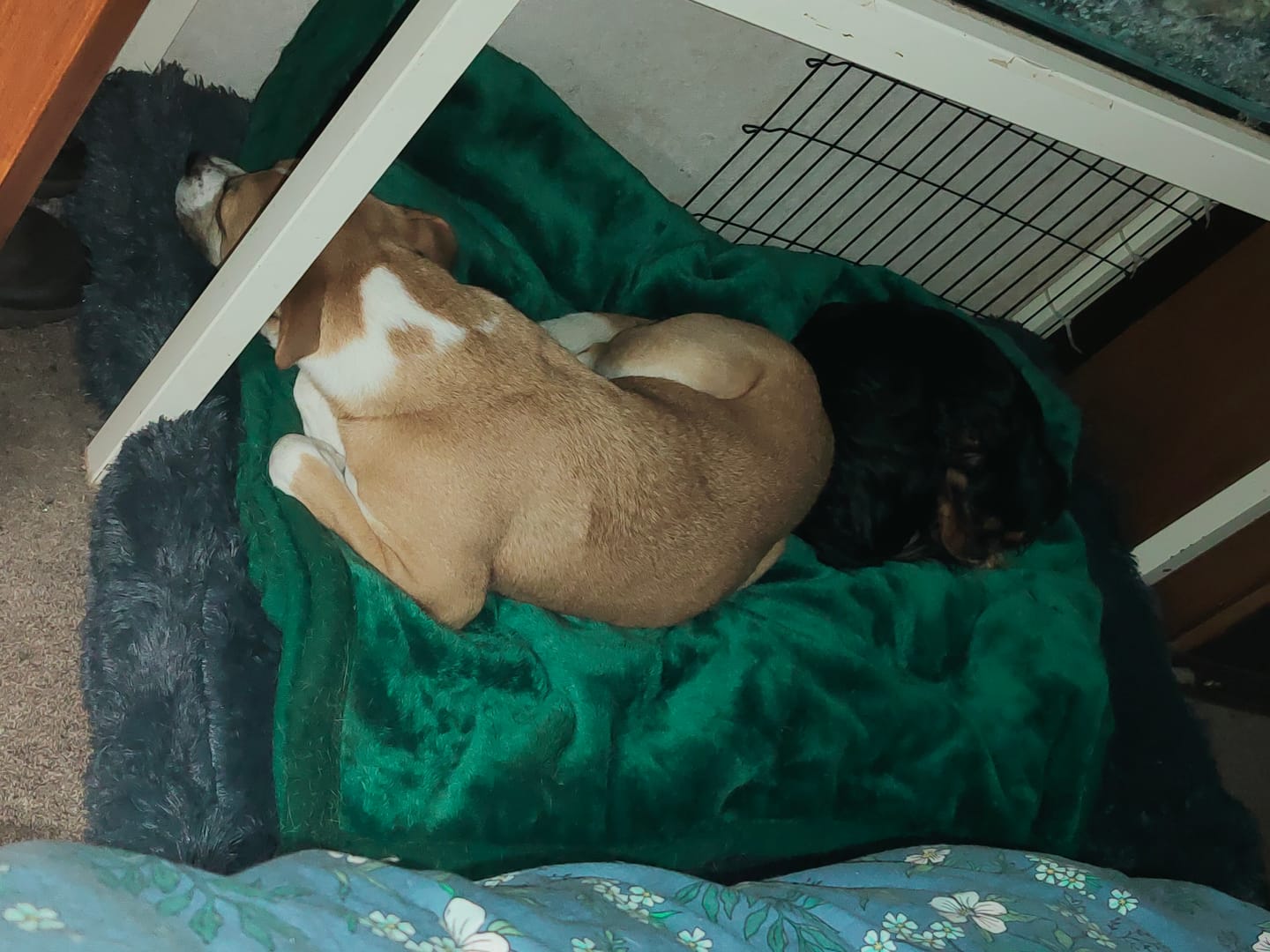 Customer photo review of Brooklyn® Ultra Memory Foam Bed