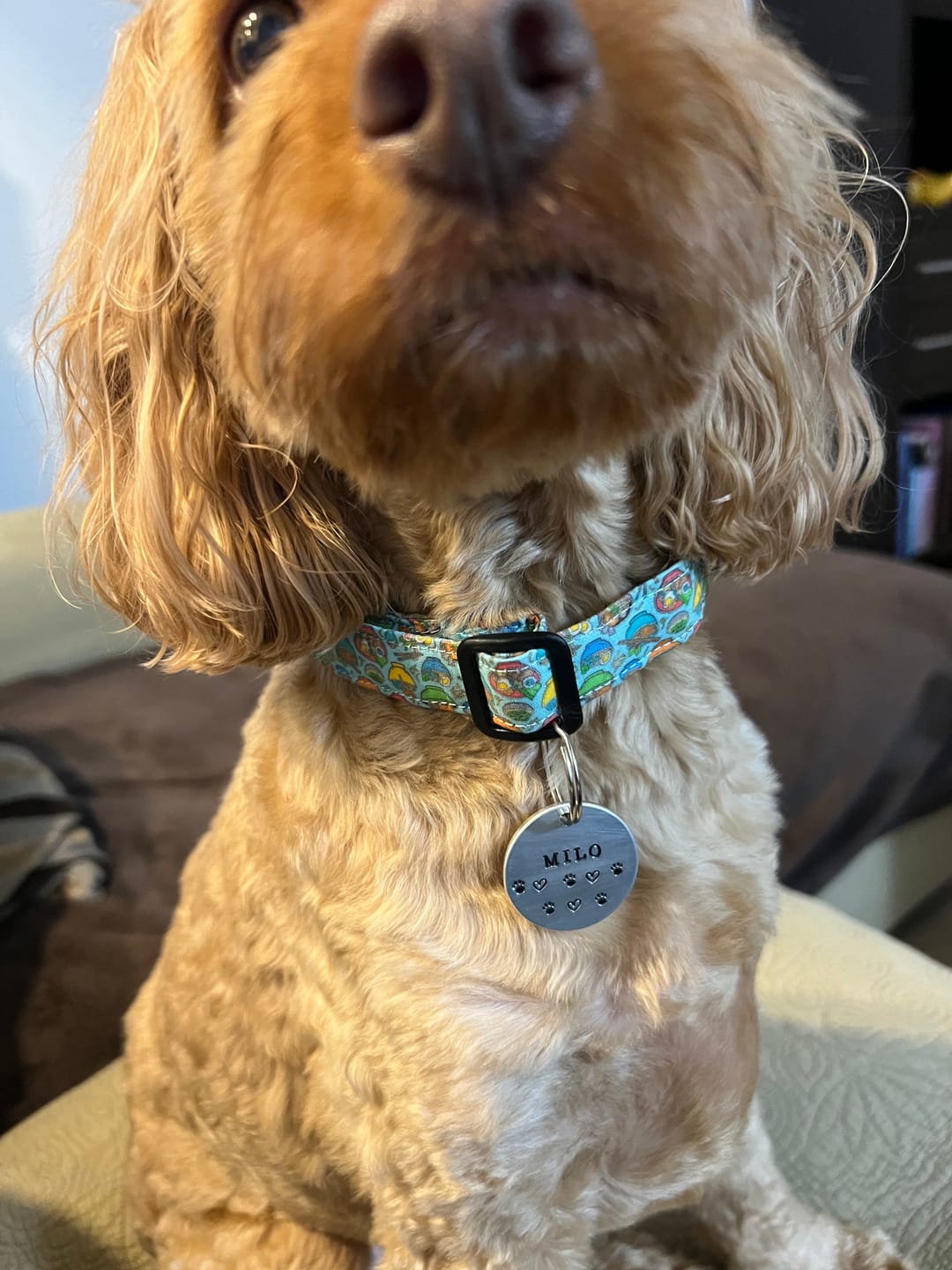 Customer photo review of Hand Stamped Pet ID Tag