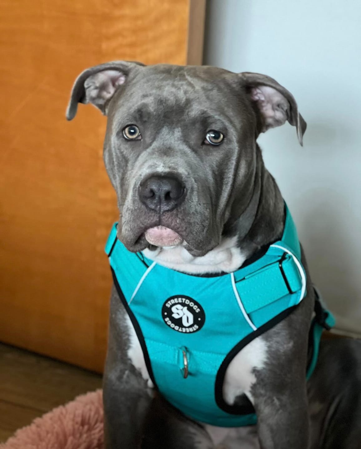 Customer photo review of Arnés Comfort para Perros - Street Dogs - Turquoise