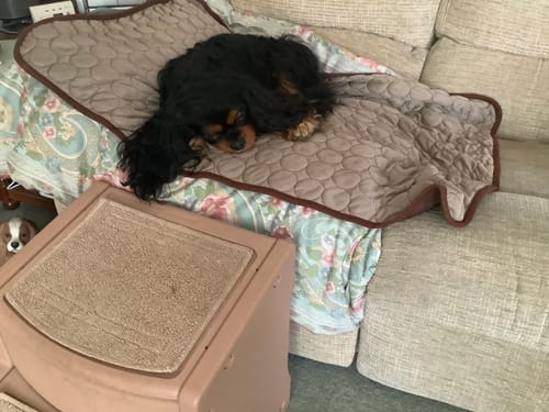 Customer photo review of The Ultimate Cooling Pet Mat