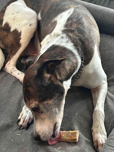 Customer photo review of Roo Knee - Natural Dental Chews!