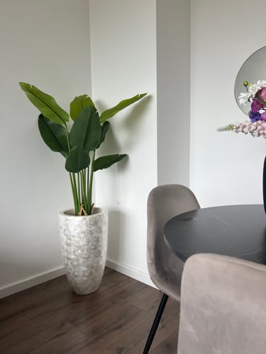 Customer photo review of Strelitzia Kunstplant 120cm
