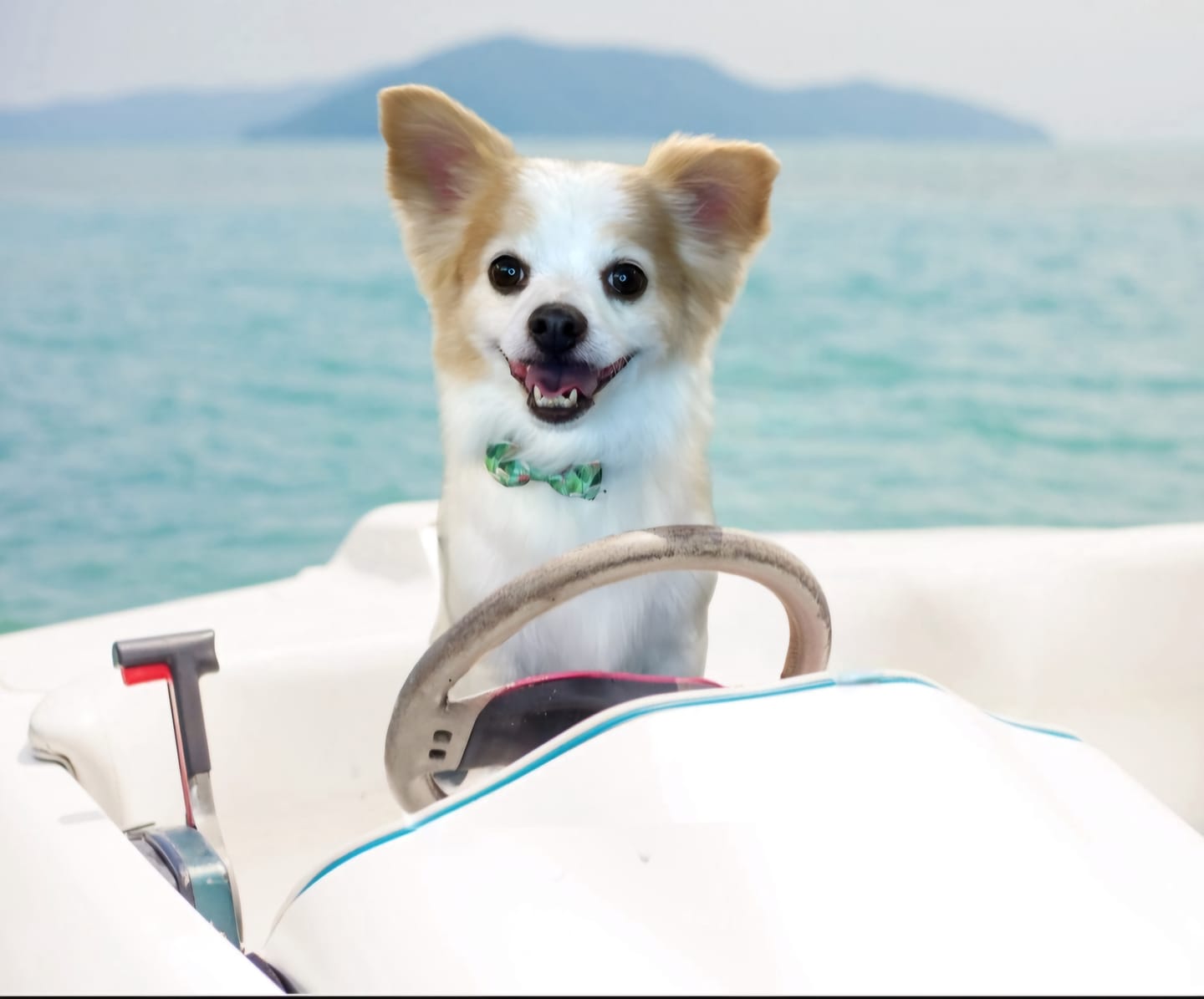 Customer photo review of KING KALM CBD 150mg - Medium Pet Formula 20 to 45lbs