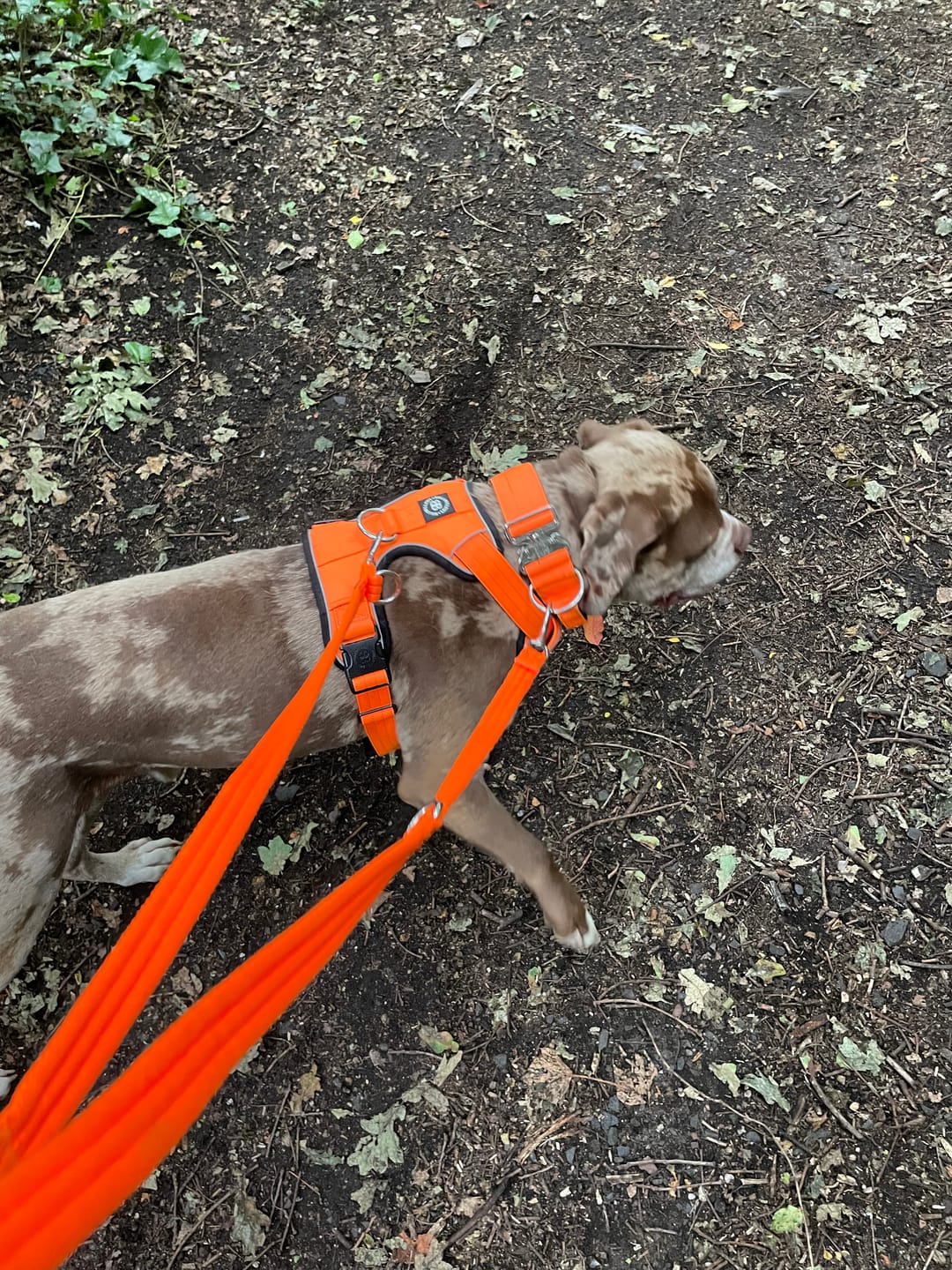 Customer photo review of Premium Comfort Harness | Non Restrictive & Adjustable - Orange v2.0
