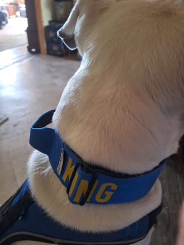 Customer photo review of Blue Bully Proof Collar