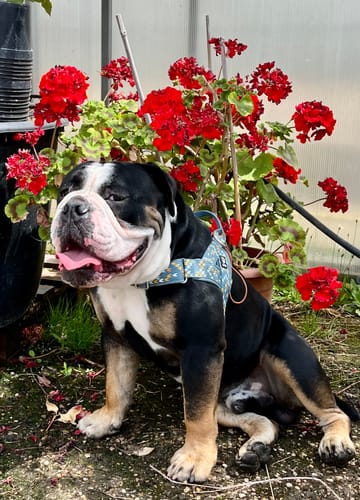 Customer photo review of Trio de baumes 100% naturels pour chien - peau, truffe & coussinets