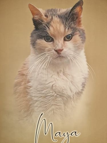 Customer photo review of Portrait Art Huilé