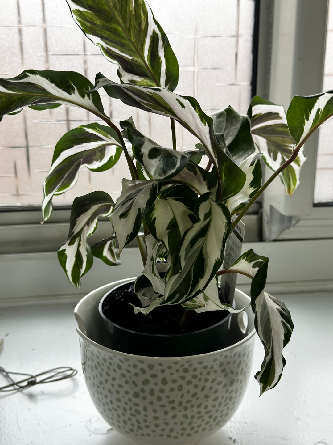 Customer photo review of Calathea 'Stella'
