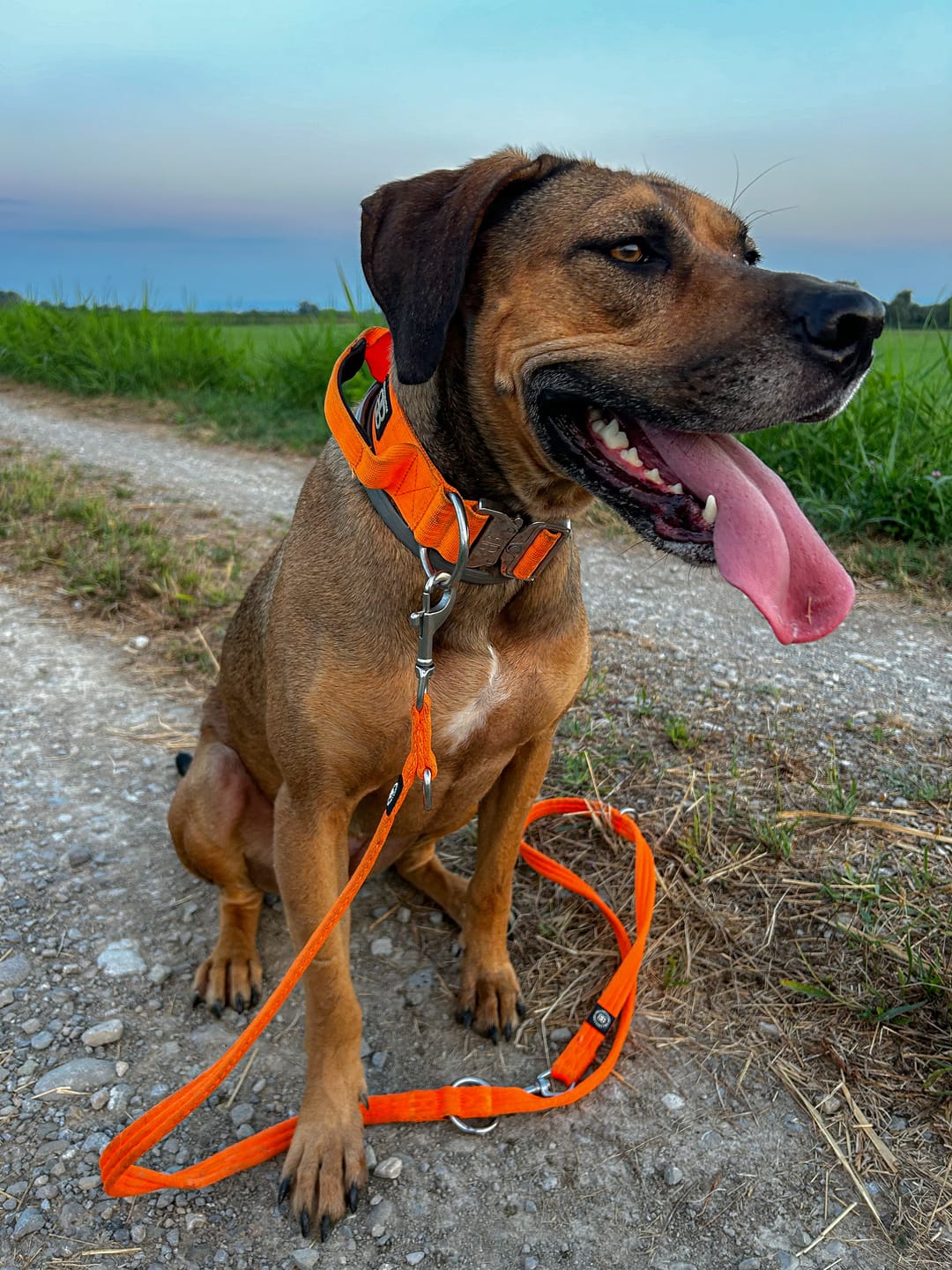 Customer photo review of Double Ended Training Leash | All Breeds - Durable & Soft 2m Leash - Orange