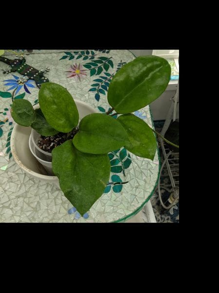 Customer photo review of Hoya surigaoensis