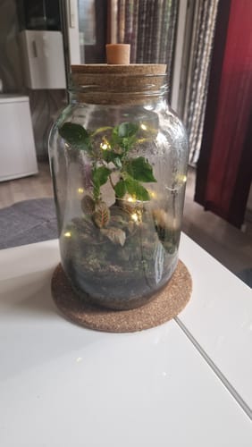 Customer photo review of Flaschengarten 4L