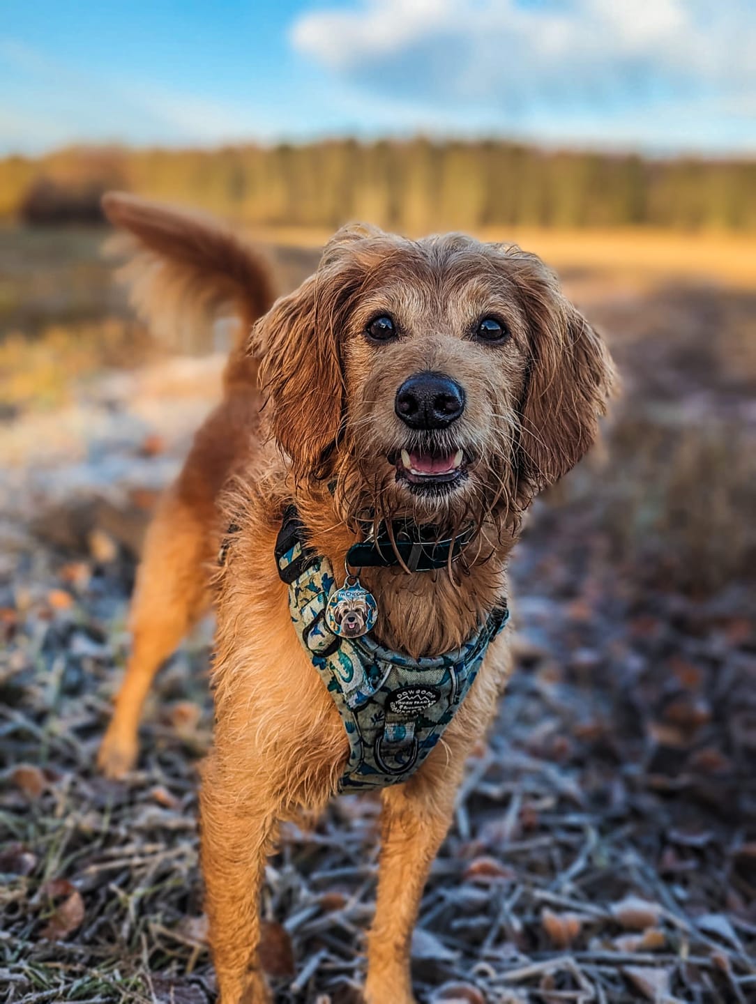 Customer photo review of Tough Trails™ Harness - Dinky Dino