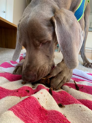 Customer photo review of Roo Lumbar Pieces - Natural Dental Chews!