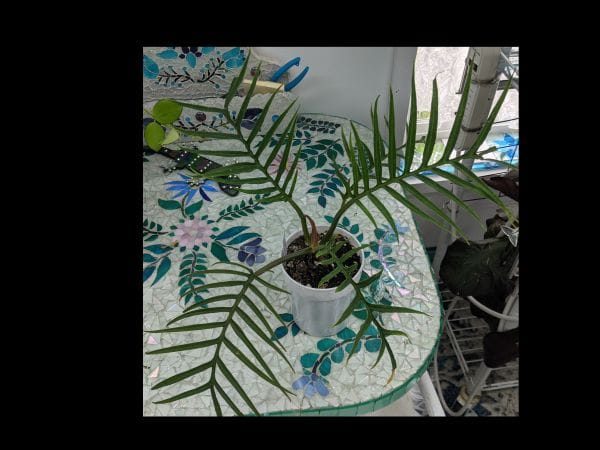 Customer photo review of Philodendron tortum
