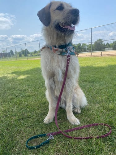 Customer photo review of Pinot - Classic Biothane Dog Leash