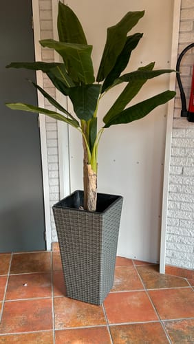 Customer photo review of Kunst Bananenplant 150cm
