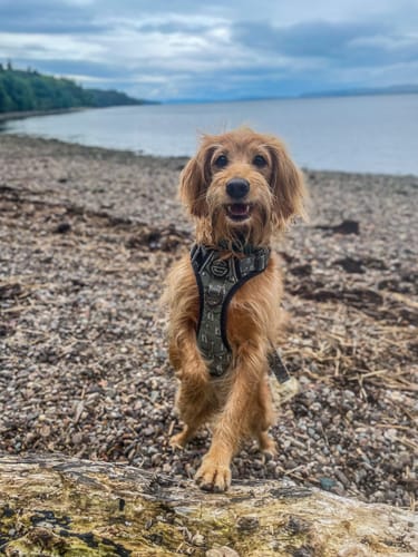 Customer photo review of Tough Trails™ Harness - Gregory The Giraffe