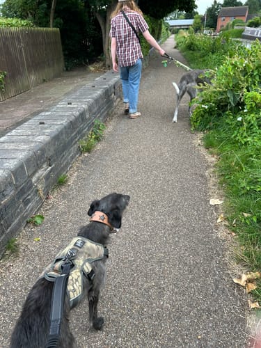 Customer photo review of DryDogs 6-in-1 Multifunction Dog Lead with Bungee