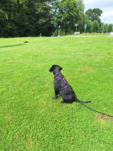 Customer photo review of Dogman - Iris H-sele, lilla