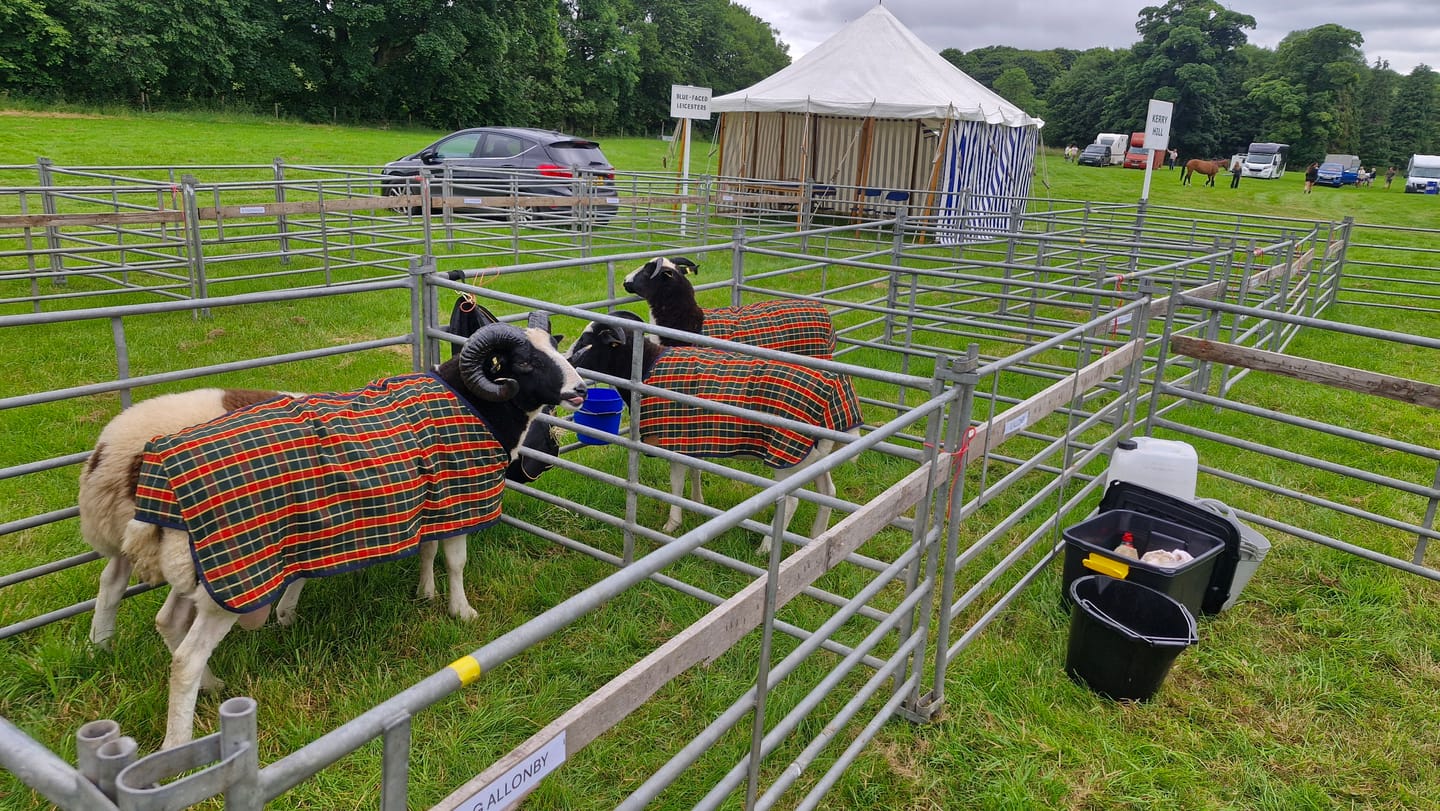 Customer photo review of Travel & Show Sheep Coat