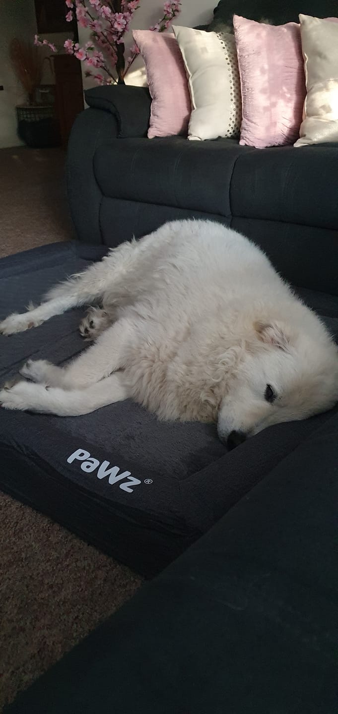 Customer photo review of PaWz Premium Memory Foam Calming Dog Bed