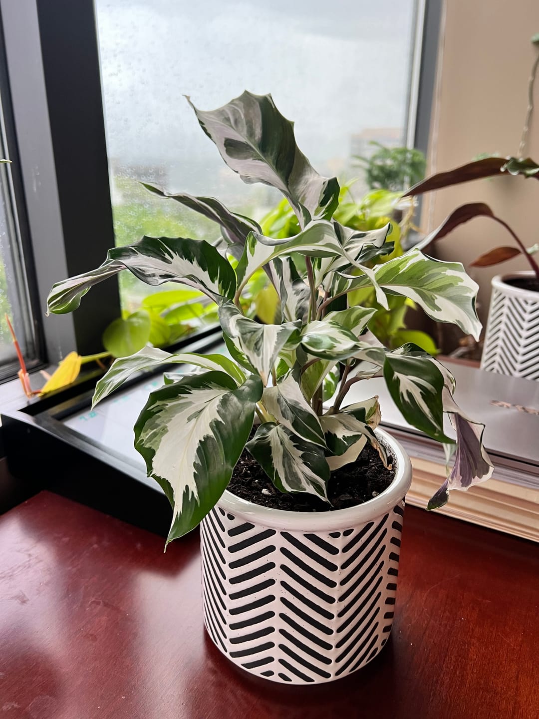 Customer photo review of Calathea 'Stella'