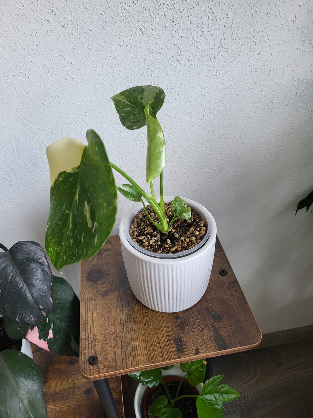 Customer photo review of Monstera Thai Constellation - Babypflanze
