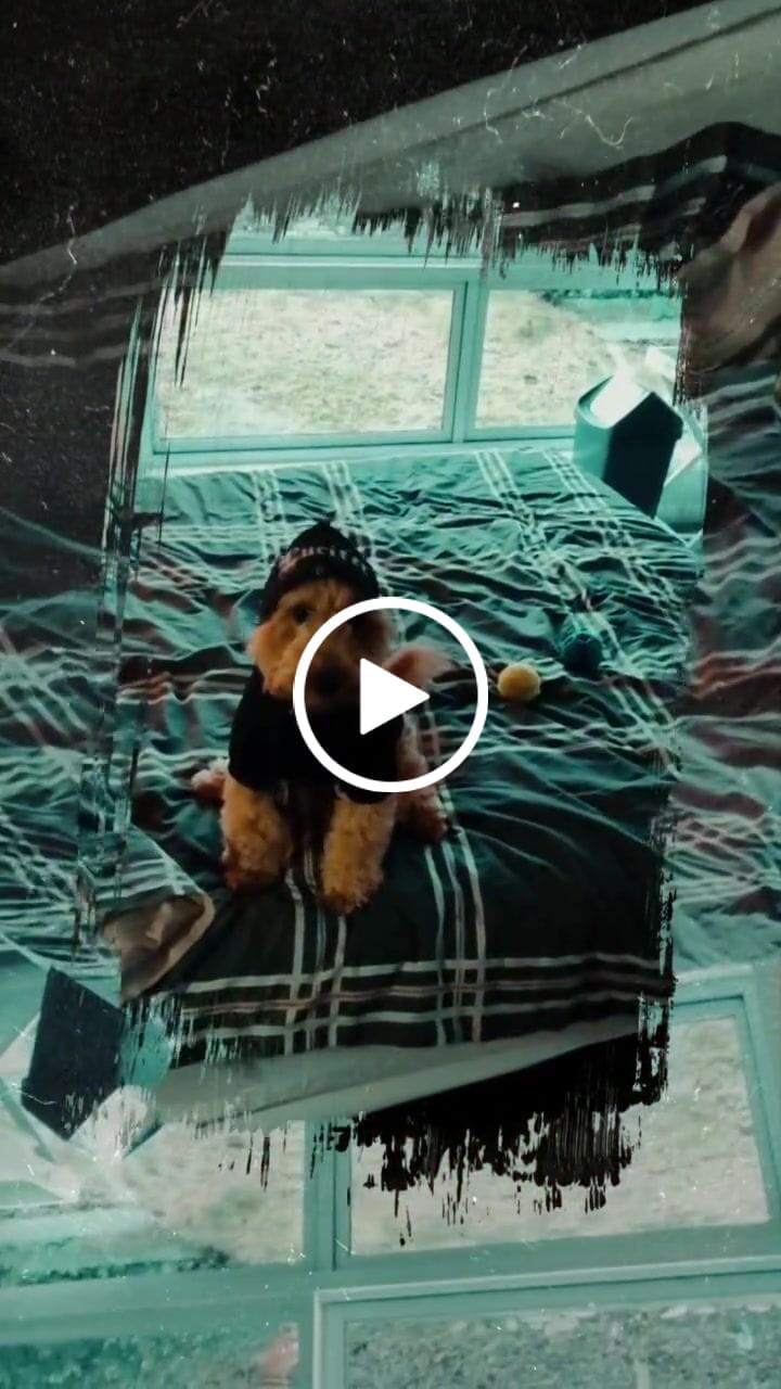 Customer video review of Gangsta Yapper Dog Hoodie - Personalised