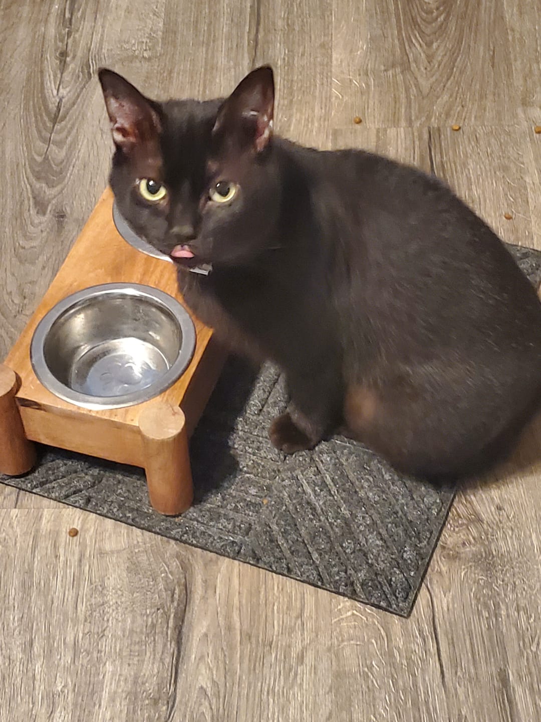 Customer photo review of Healthy Skin for Cats - Cat Miliary Dermatitis, Skin Allergy & Cat Scabs Remedy