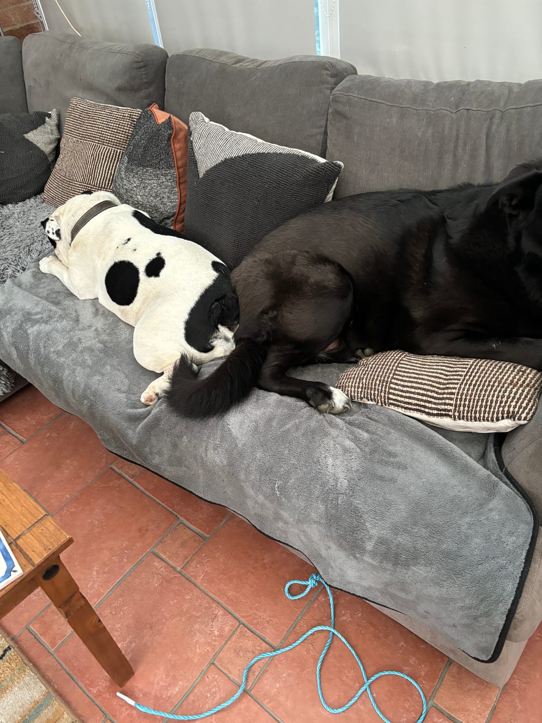 Customer photo review of Luxury Throw & Dog Blanket