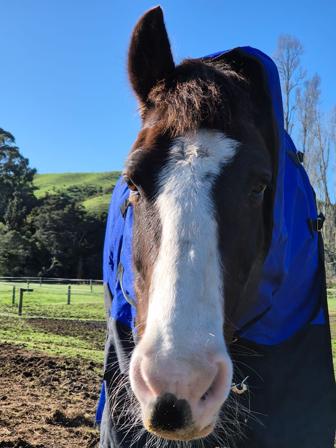 Customer photo review of Duke 1200d Detacha-neck