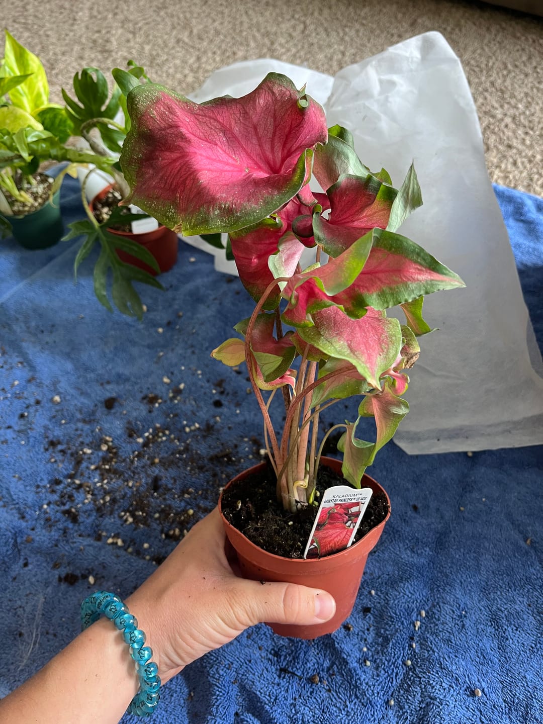 Customer photo review of Caladium 'Fairytale Princess'
