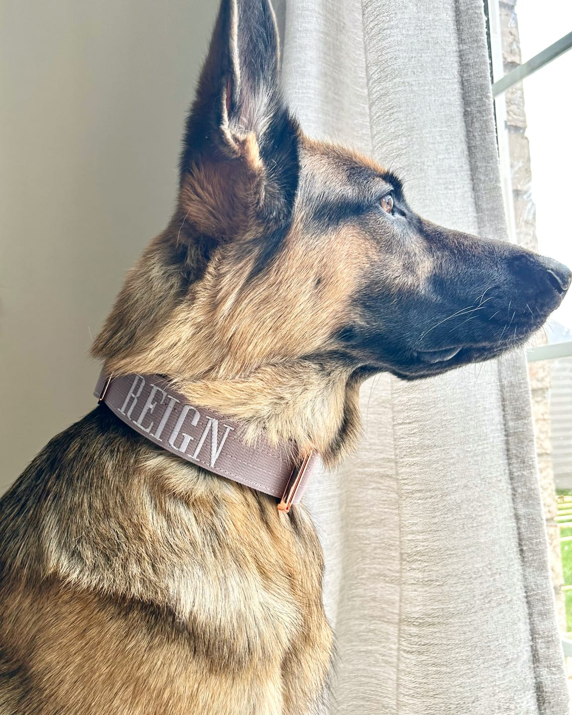 Customer photo review of 1.5" Tacti Dog Collar Slim Luxe - Rose Gold - Sofia