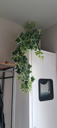Customer photo review of Hedera Star Kunst Hangplant 110cm