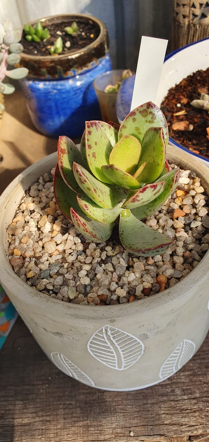 Customer photo review of Adromischus schuldtianus 'Strawberry Cake'