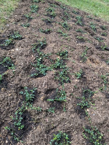Customer photo review of Vinca Minor Bowles 50 count Flat
