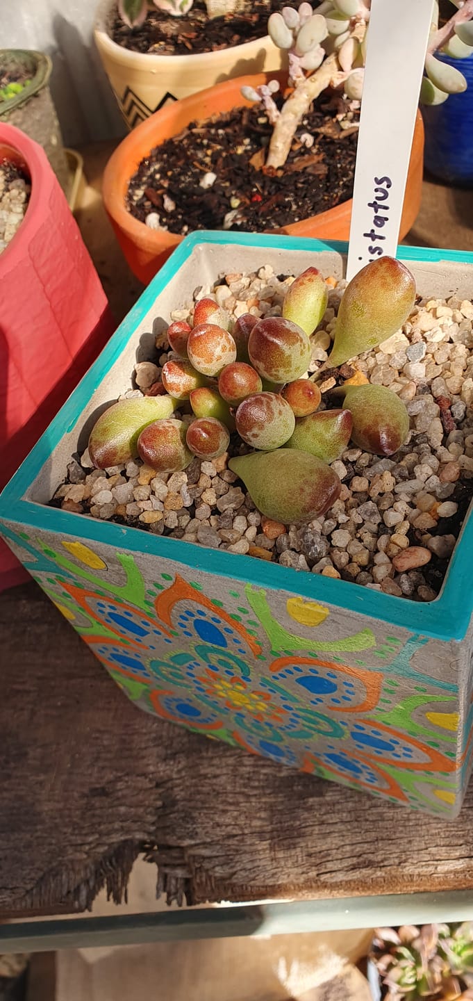 Customer photo review of Adromischus cristatus 'Indian Clubs'