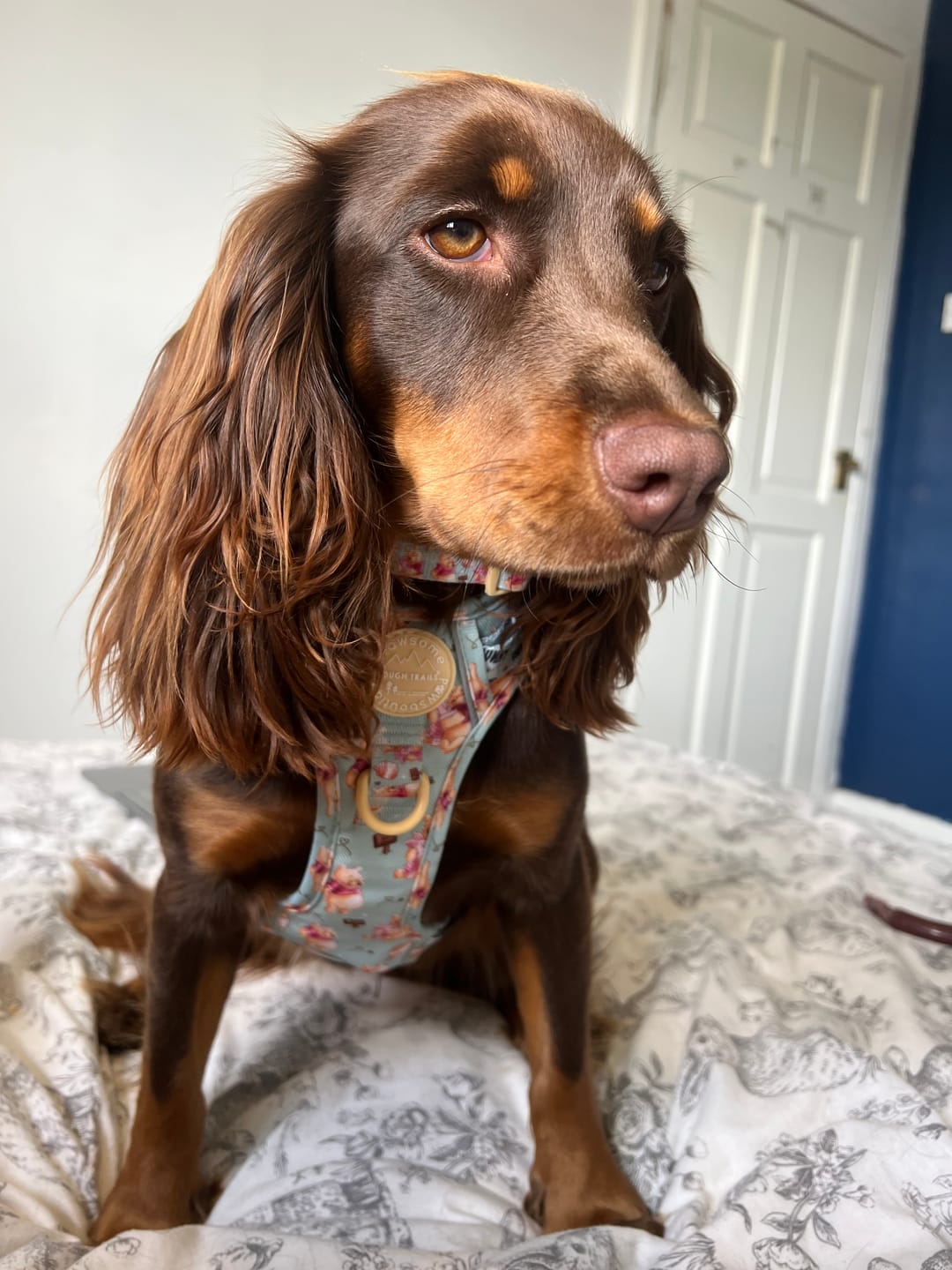 Customer photo review of Disney© Tough Trails™ Harness - Winnie The Pooh