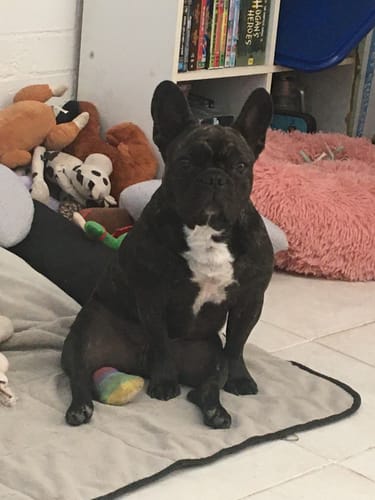 Customer photo review of Manuka Balm Distraction Treat Bundle