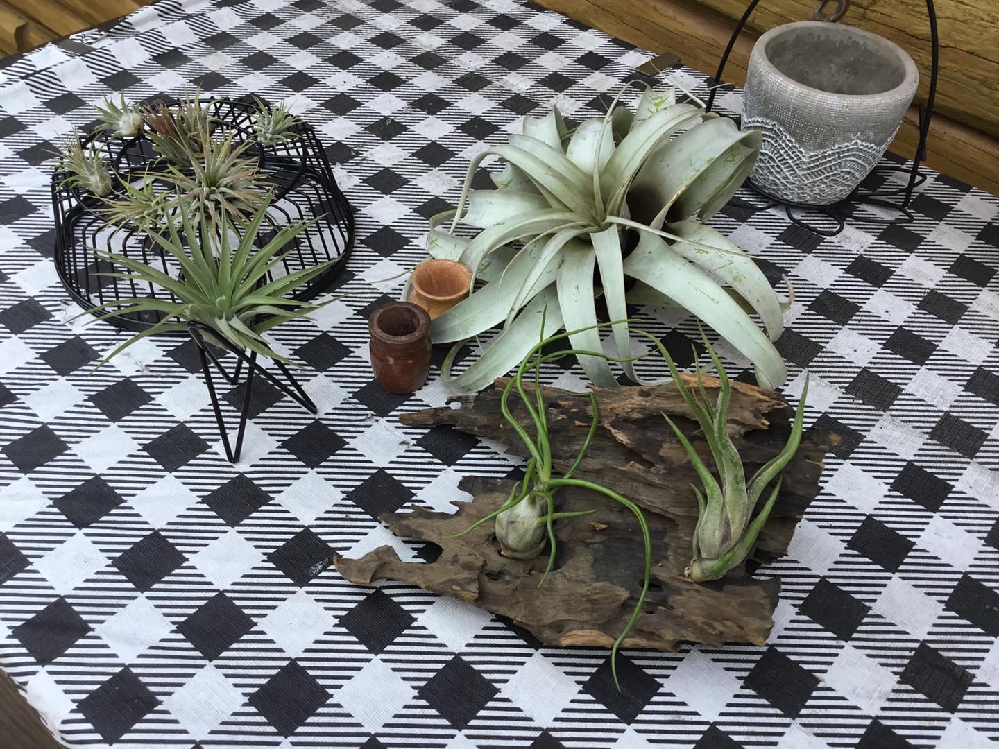 Customer photo review of 3 Air Plants & Fertilizer  Great Starter Mix
