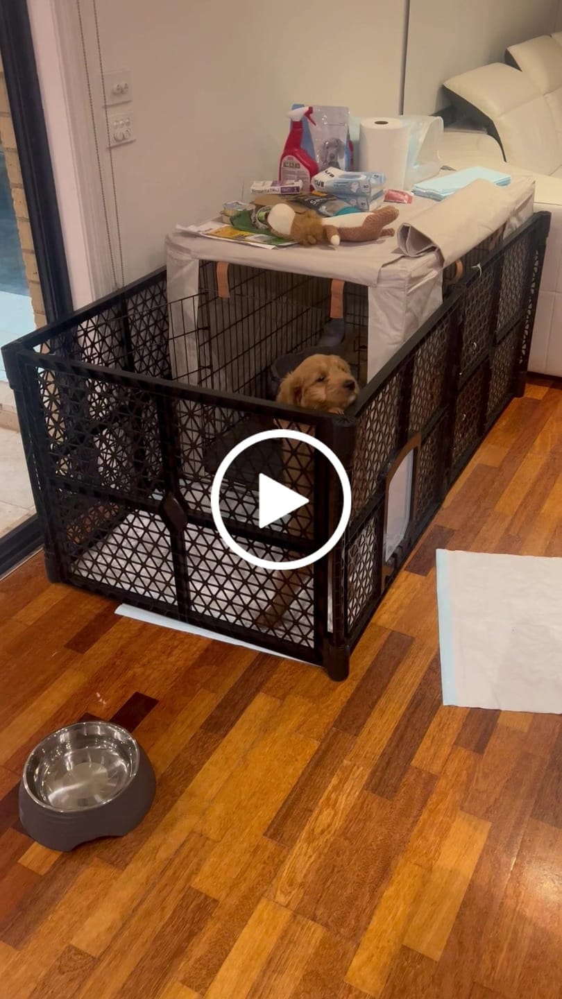 Customer video review of PaWz Pet Foldable Portable Playpen Garden Outdoor