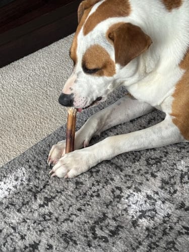 Customer photo review of 6 Inch Jumbo Bully Stick