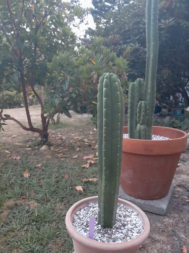 Customer photo review of New Zealand San Pedro Cactus | Non-PC |  Echinopsis (Trichocereus) pachanoi